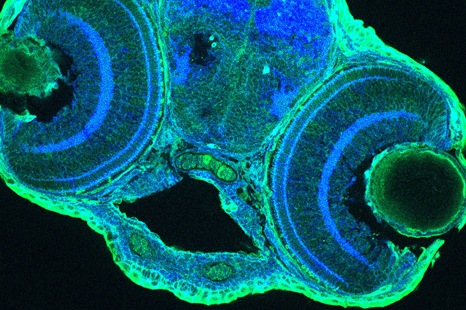 Bio 351. Developmental Biology with Prof. Kara Cerveny.